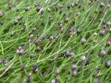 Tavi növények - Equisetum scirpoides  törpe zsurló